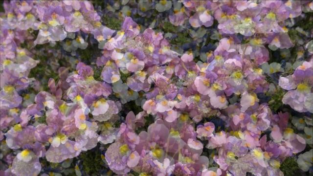 НЕМЕЗИЯ Nemesia #цветы #немезия #цветыдлясада #садмечты