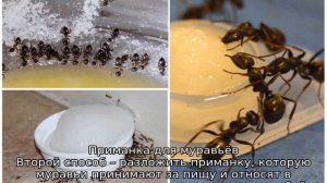 Как избавиться от муравьев в бане