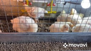 Бройлер на правильном откорме/Как не навредить птице и не получить водянку