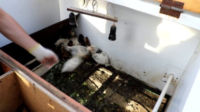 Куры Павловской и Пушкинской пород. Пересадка цыплят из брудера в вольер. смотреть онлайн