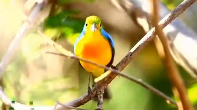 طائر الدُرّسة برتقالية الصّدر
