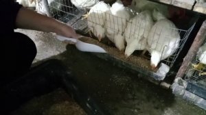 КОРМ ДЛЯ БРОЙЛЕРОВ СВОИМИ РУКАМИ копаем по черному, бройлеры, кобб500, корма для птицы, пропойка