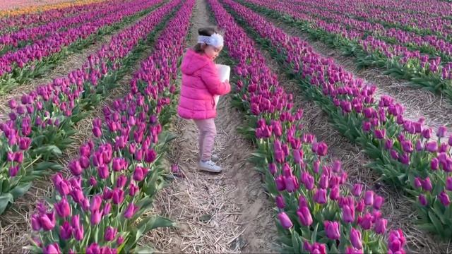 Рай для девочек ? Tulpenfeld Grevenbroich Тюльпановые поля Германии смотреть онлайн