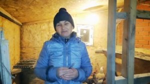 Куры кашляют. Что делать? Спасаем кур старинным способом