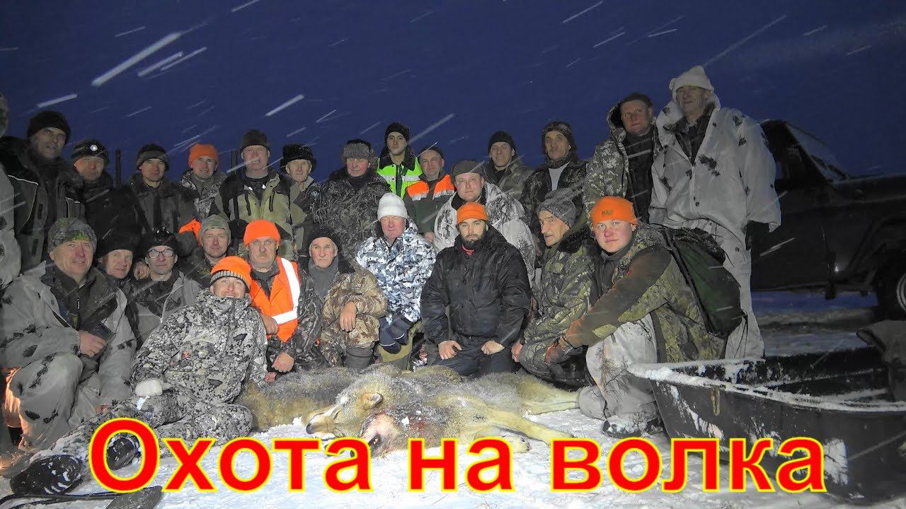 Охота на волка #3 Вожегодский район