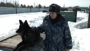 Журналисты телеканала "Югра24" о служебных собаках УФСИН