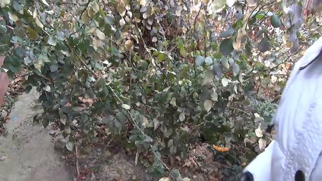 Подготовка плетистых роз к зиме. Preparing for winter climbing roses смотреть онлайн