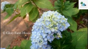 ഹൈഡ്രാഞ്ചിയ ചെടികളുടെ നിറം മാറ്റണോ ?? | Hydrangea Plant Care in Malayalam | Glory Farm House