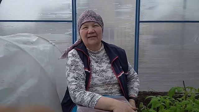 Обзор сорта томатов - Афон смотреть онлайн