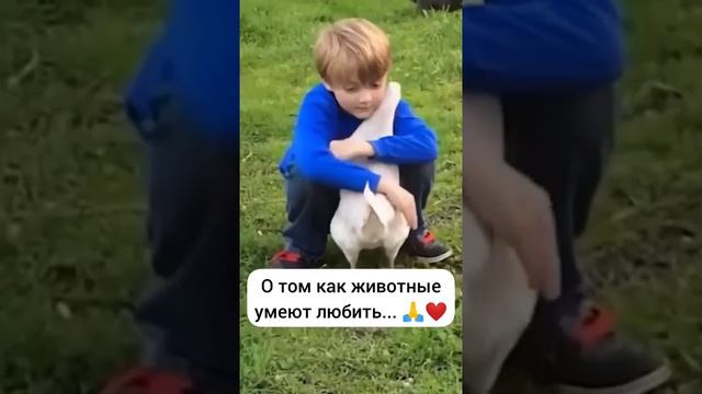 О том, как животные умеют любить 🤍