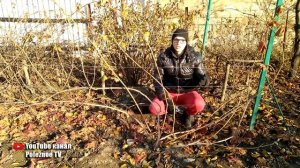 КАК ПРАВИЛЬНО ОБРЕЗАТЬ ЗАГУЩЕННЫЙ МНОГОЛЕТНИЙ КУСТ ВИНОГРАДА