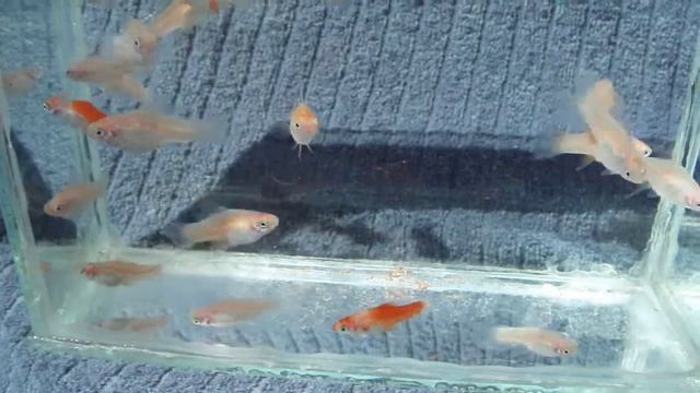 DSCF7926  - СИТЦЕВЫЕ Меченосцы , подростки 1,5 см. смотреть онлайн