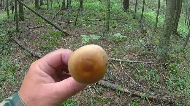 Грибы во время засухи, сбор черники..mp4 смотреть онлайн