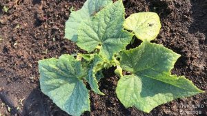 Уход За Огурцами в Открытом Грунте Условия Выращивания Огурцов Посадка Огурцов в Открытый Грунт