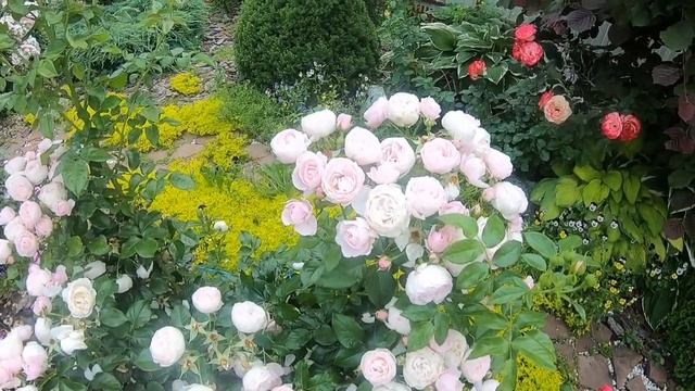 Розы флорибунда. Hans Gonewein Rose (Ханс Гоневейн) смотреть онлайн