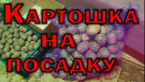 Купили картошку на посадку