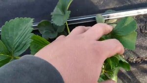 Укрытие клубники агроволкном. Нужно ли оно?