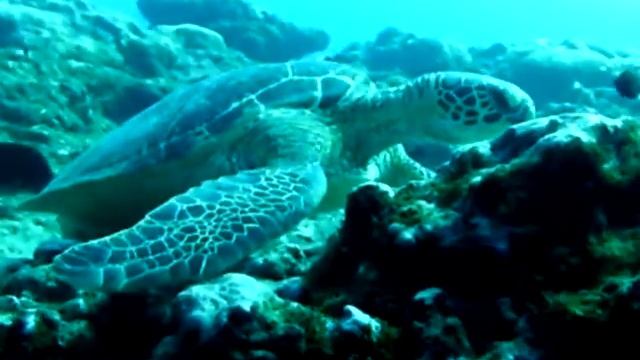 Reunion - Sea Turtle смотреть онлайн