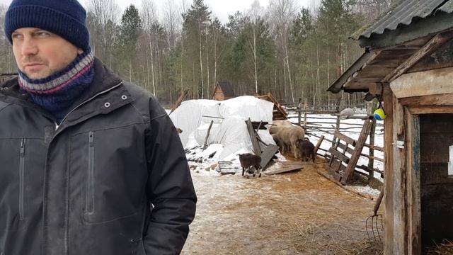 Сколько денег нам обходится хутор ? Зачем в хозяйстве цесарки ? смотреть онлайн