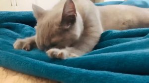 Кошка жуёт одеяло!/cat chews a blanket