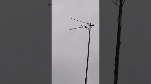 Можно не смотреть, а просто слушать. Лесные птицы. Дача 2022 смотреть онлайн