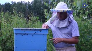 Пчелы Карника стали злыми