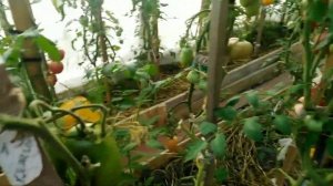 Попробовав раз, вы не окажетесь от него никогда.Обзор томатов в теплице.Японский трюфель красный.