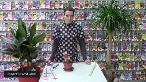 Гиппеаструм уход в домашних условиях / Как срезать цветонос Гиппеаструма?