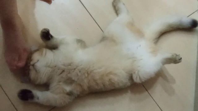 котики ;-) британская короткошерстная виляет хвостом - подглядывает смотреть онлайн