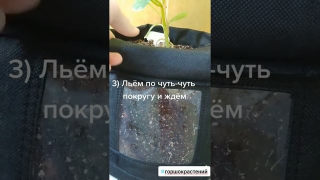 Гроубэг как правильно поливать растения в тканевом горшке