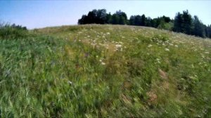 Охоты в Зауралья барсук, проверка нор в июне