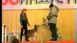 Необычные собаки на сцене - ЗооИндустрия '95
