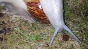 Архахатина маргината овумы Сильверы Москва и Беларусь. Детки Москва.