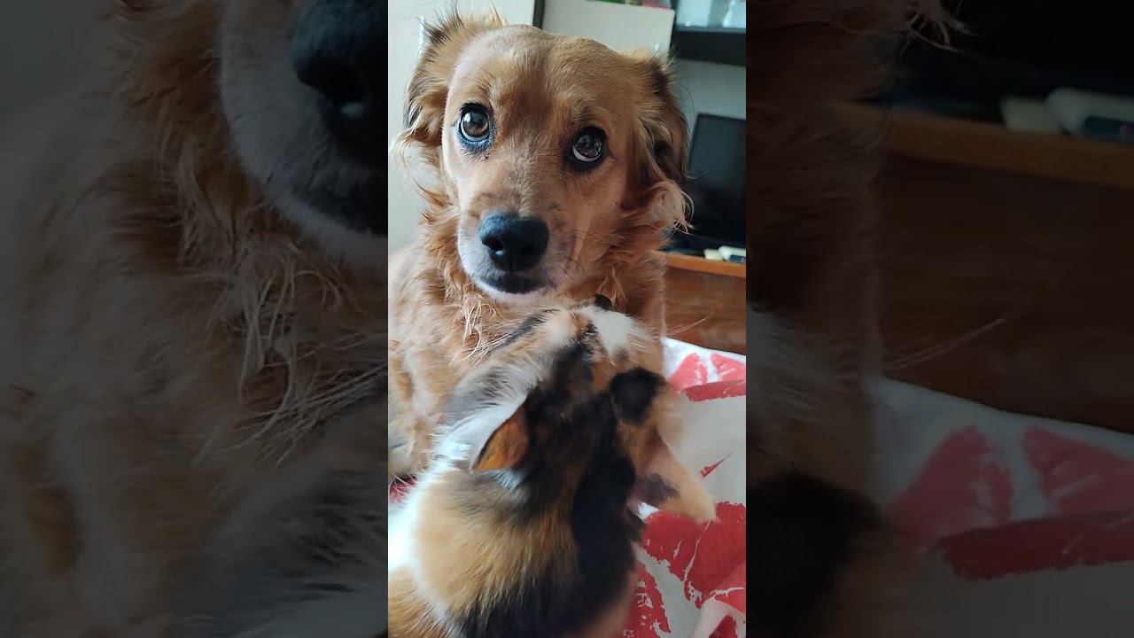 А как дружат ваши? #shorts смотреть онлайн