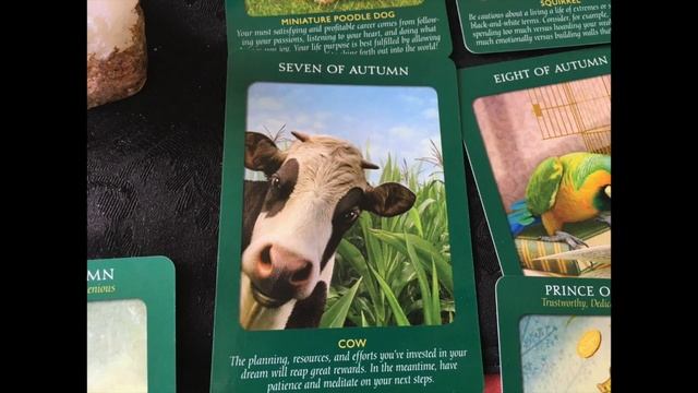 Tarot Deck Review: Animal Tarot Cards #Review #Tarot