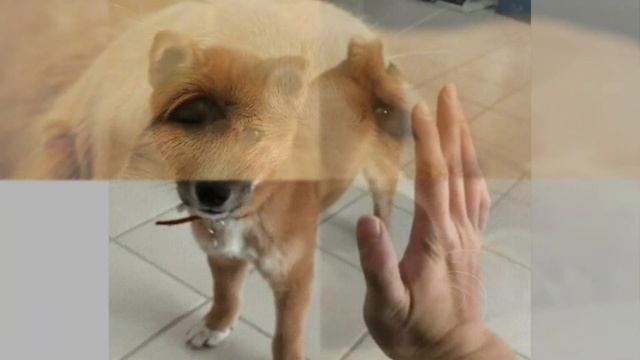 Дай, Джим, на счастье лапу мне.... смотреть онлайн