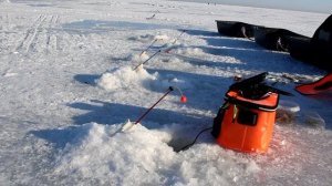 КОРЮШКА ФИНСКОГО ЗАЛИВА! МАЯК ТОЛБУХИН! МАМКИ ХОТЯТ ТЮЛЬКУ!