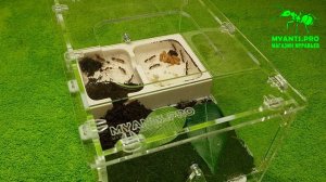 И вы можете купить муравьиную ферму серии Мини для любых муравьев