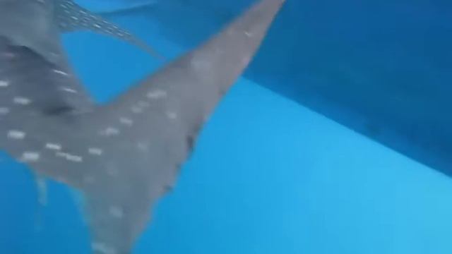 Whale Shark Китовая акула. первая встреча. Симиланы, Тайланд Similan Islands смотреть онлайн