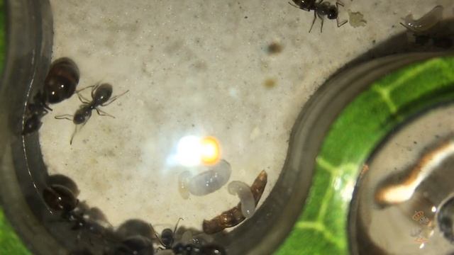 МОИ МУРАВЬИ БОЧКИ▶️НЕОБЫЧНЫЕ ЛИЧИНКИ(Proformica mongolica?) смотреть онлайн