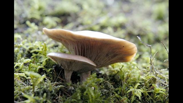 Melanoleuca brevipes смотреть онлайн