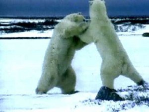 Белые медведи