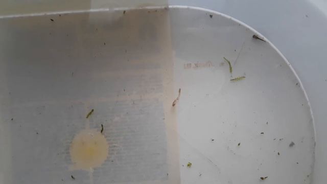 Тритоны. СЮРПРИЗ! смотреть онлайн