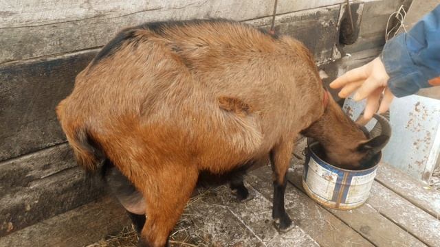 4 ноября 2021.Беременная или нет//Как я определяю беременность у козы//Покрыта или не покрыта.