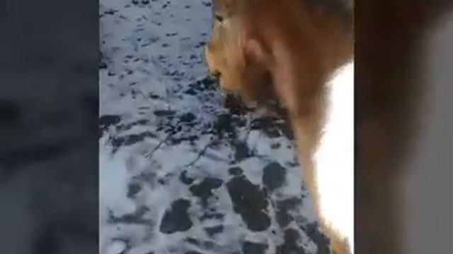 Минихорс. Прогулка Мартина. смотреть онлайн