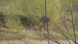 Клёв карася на вечерней зорьке на поплавок. Рыбалка на маховую удочку с гусиным пером.