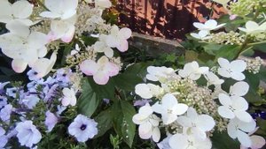 Гортензия метельчатая «Ангел Блаш» «Руби» (Hydrangea paniculata`Angels Blush` `Ruby`)???