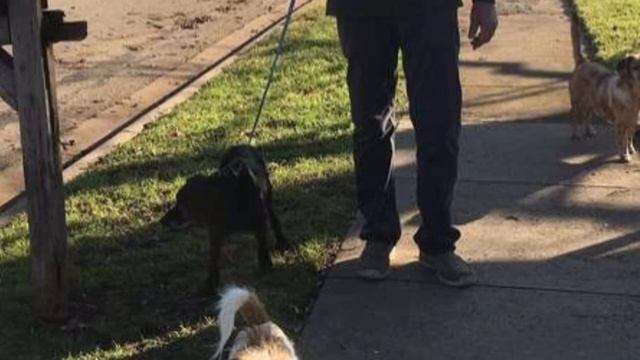 Хозяин сдал старенькую собаку в приют, а она плакала и не понимала, за что смотреть онлайн