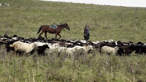 Овцеводство в нашей республике - одна из традиционных отраслей