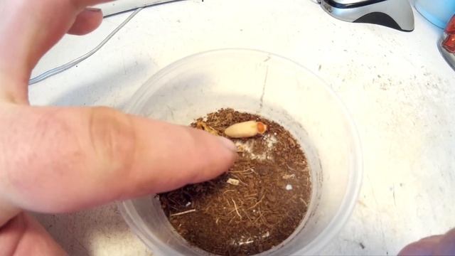 РОЖДЕНИЕ ЖУКА ЗОФОБАС. ЛИНЬКА ЛИЧИНКИ. Zophobas morio смотреть онлайн